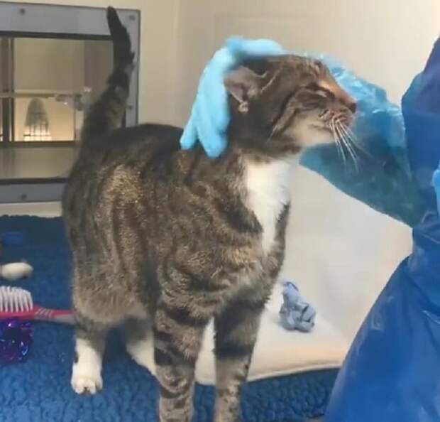 Врач гладит кота Котика гладят