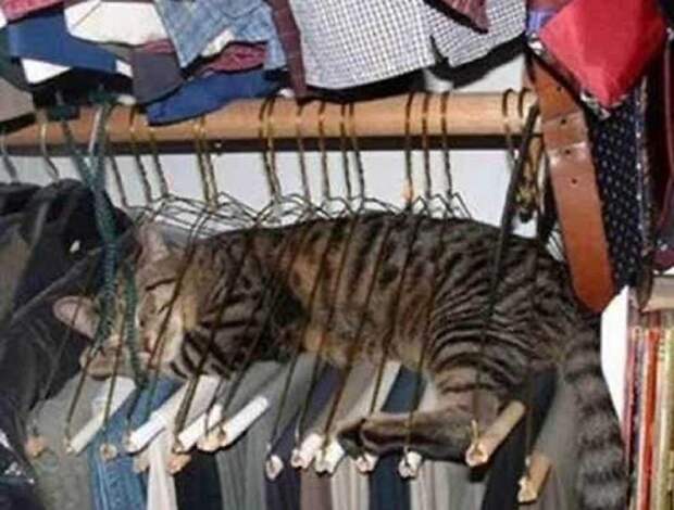 Где еще кот не валялся