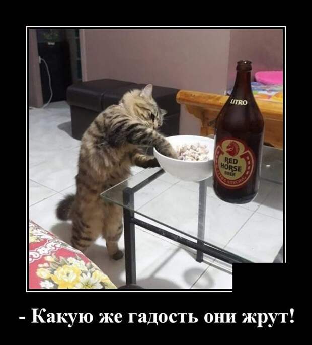 Демотиваторы 6 августа 2021 года