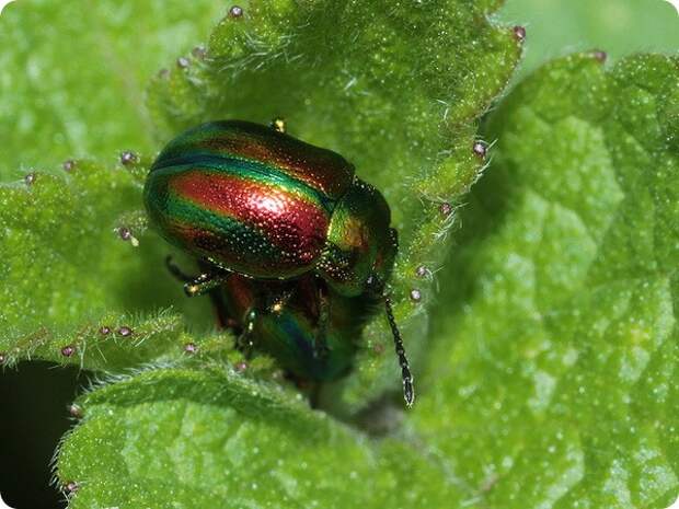 Злаковый листоед (лат. Chrysolina cerealis)