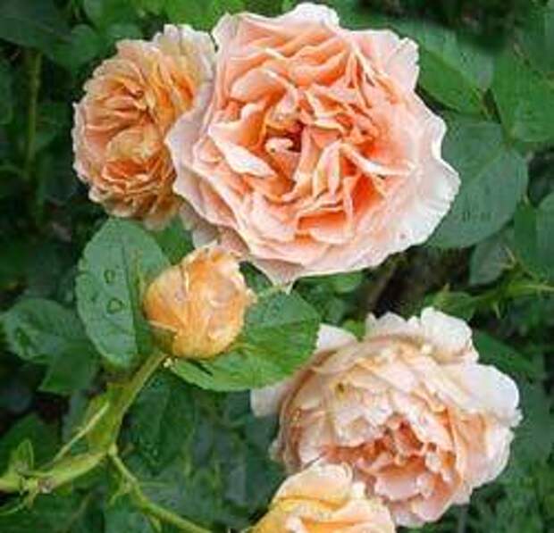 Розы Флорибунда