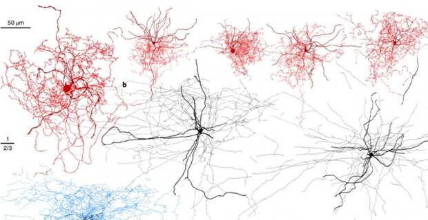Brain cell discovery could help scientists understand consciousness