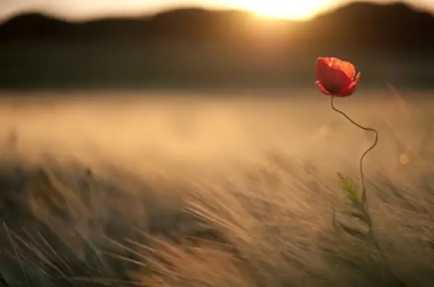 Эволюция мозга