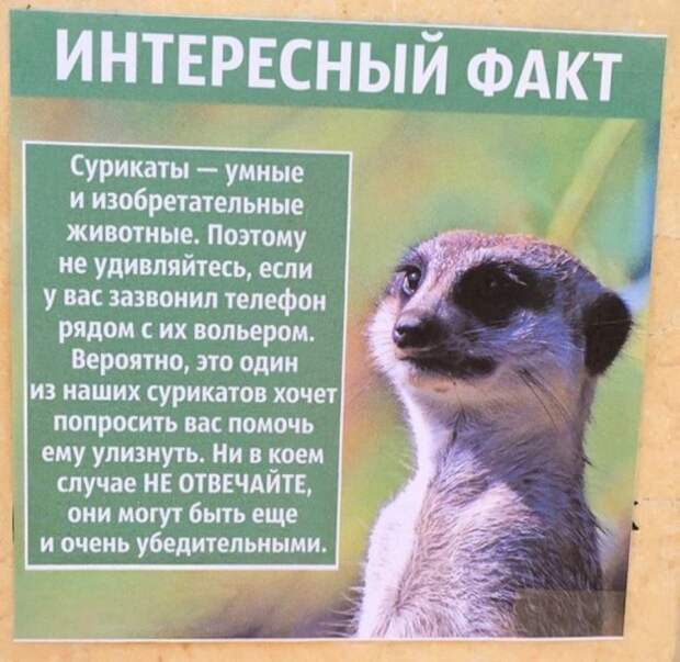сурикат