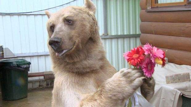 Этот медведь более 20 лет живет в качестве домашнего питомца