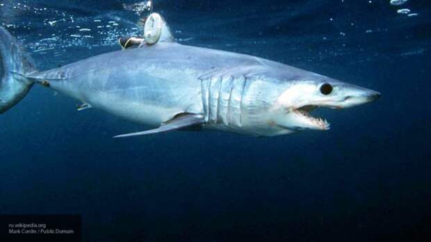 Аквалангист погиб от нападения акулы у берегов Австралии