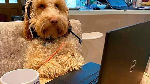 Очень смешные фотографии собак, которые работают в офисе или на удаленке