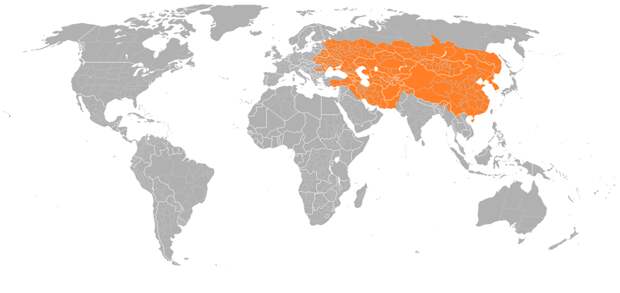 10. Примерные размеры Монгольской империи в 1279 году по сравнению с современным миром в мире, животные, люди, размер, разница, фото