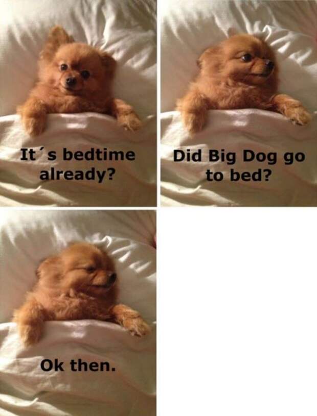 Big Dog Bedtime Already