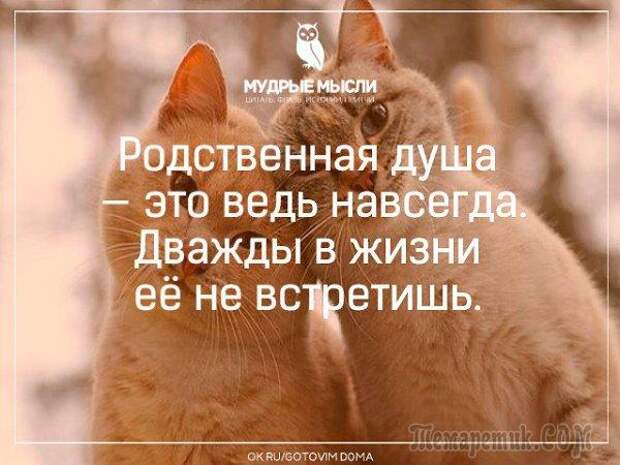 Мир глазами кота