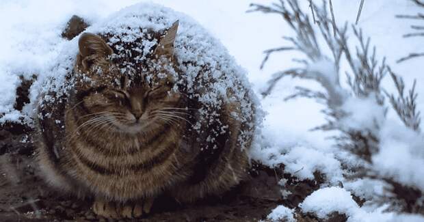 Беременная бродячая кошка замерзала в снегу, но её увидел этот человек и все изменилось