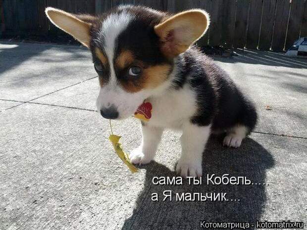 Лучшие котоматрицы недели  