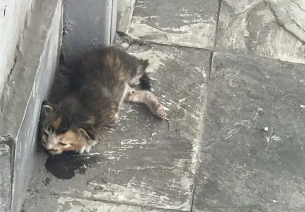 Девушка спасла котенка, лежащего в пыли на улице. А другие проходили мимо