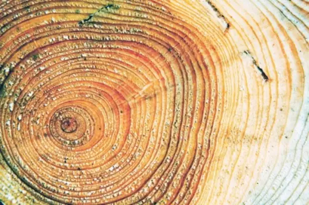 Эволюция мозга