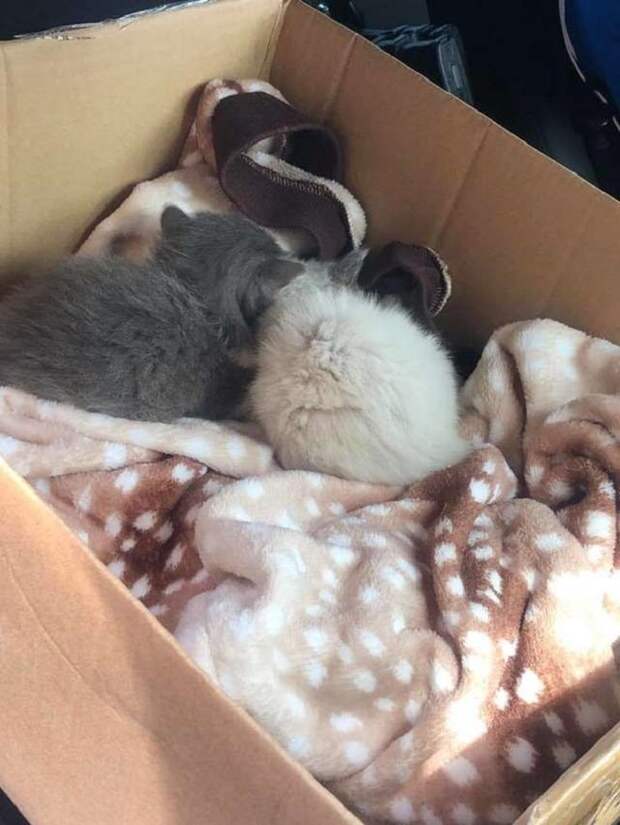 Котята уснули Котята спят
