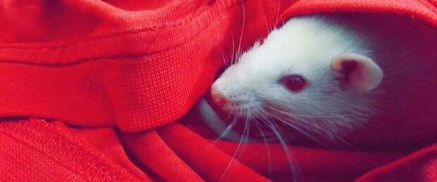 Стартует эксперимент по удвоению продолжительности жизни взрослых мышей