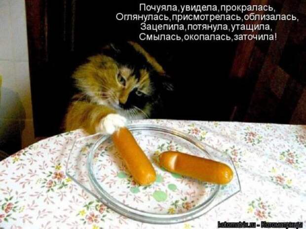 Котоматрицы (картинки с надписями)