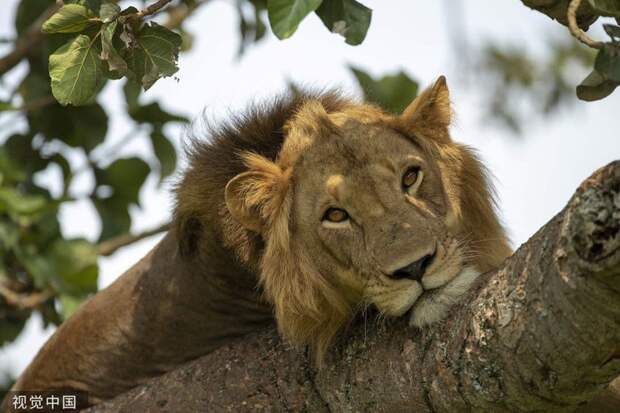 Необычные львы Уганды, которые любят спать на деревьях