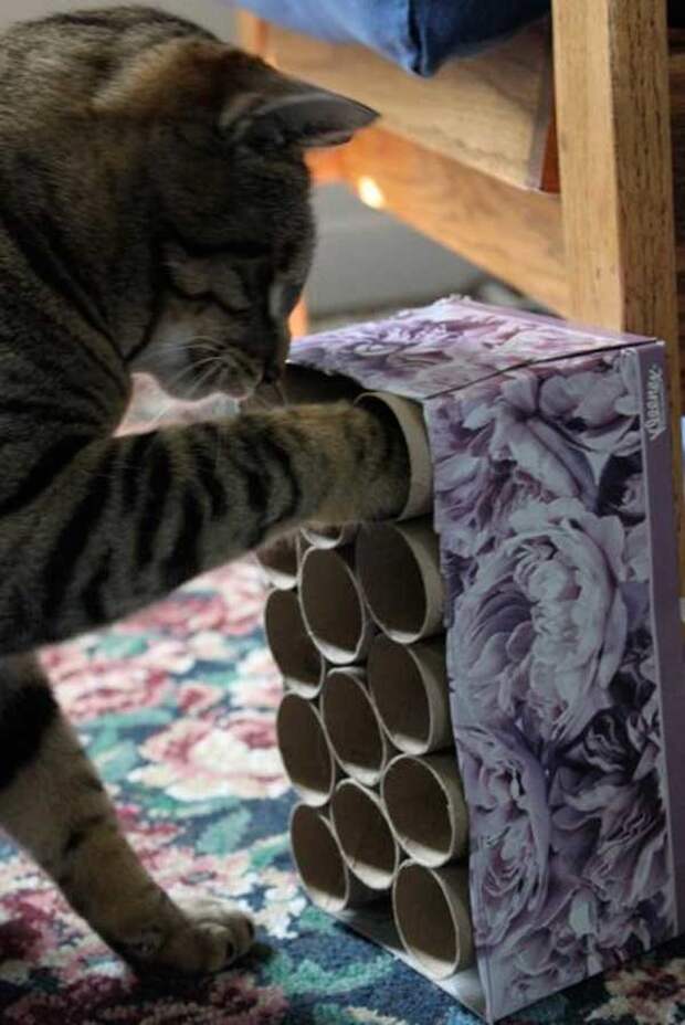 игрушка из коробки и втулок от туалетной бумаги захватывает внимание кота игрушки для животных, коты, собаки