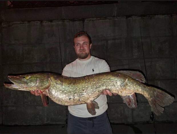 У «Москва-Сити» выловили 9-килограммовую щуку