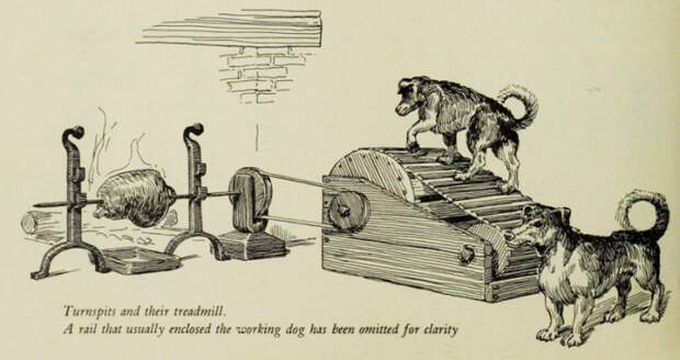 Иллюстрация - описание вертельных собак и их труда в книге XIX века