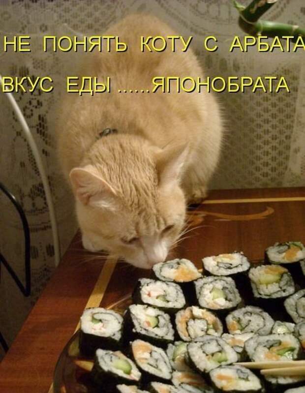 Разнообразные фото приколы с животными: смотреть обязательно!