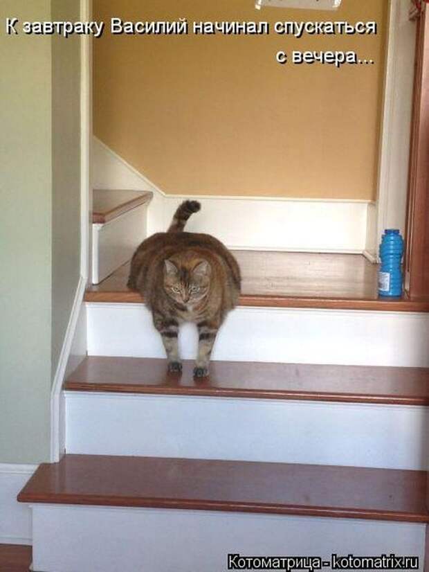 Котоматрицы (картинки с надписями)