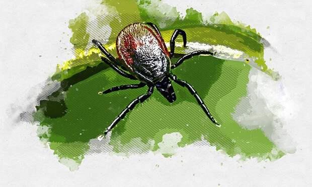 В Орловской области растёт число укушенных клещами жителей