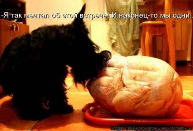 Прикольные животные, котоматрица