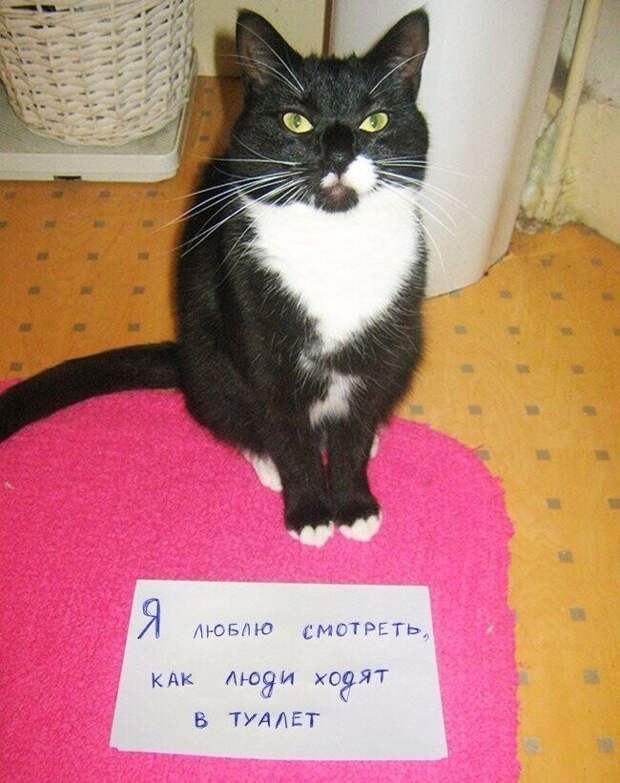 18 переводов с кошачьего 18 переводов с кошачьего