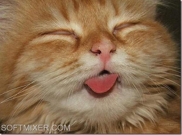 slp_cats_34