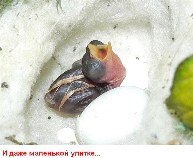 Улыбнись (15 картинок)