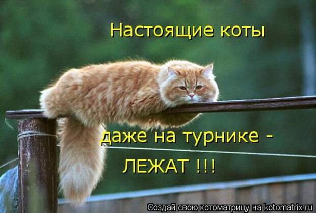 Лучшие котоматрицы недели (50 фото)