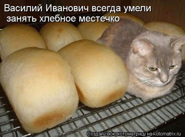 Котоматрица: Василий Иванович всегда умели  занять хлебное местечко