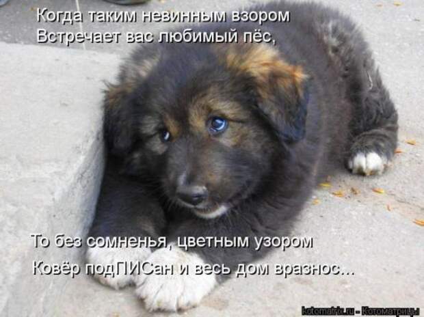 Котоматрицы(картинки с надписями)