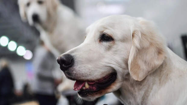 Как ухаживать за пожилым питомцем: советы и практические рекомендации
