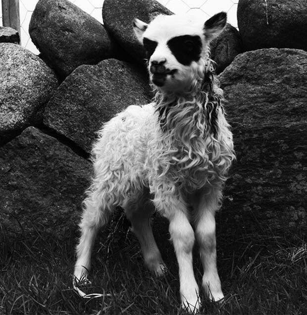 28 обаятельных животных с уникальным природным окрасом животные, окрас