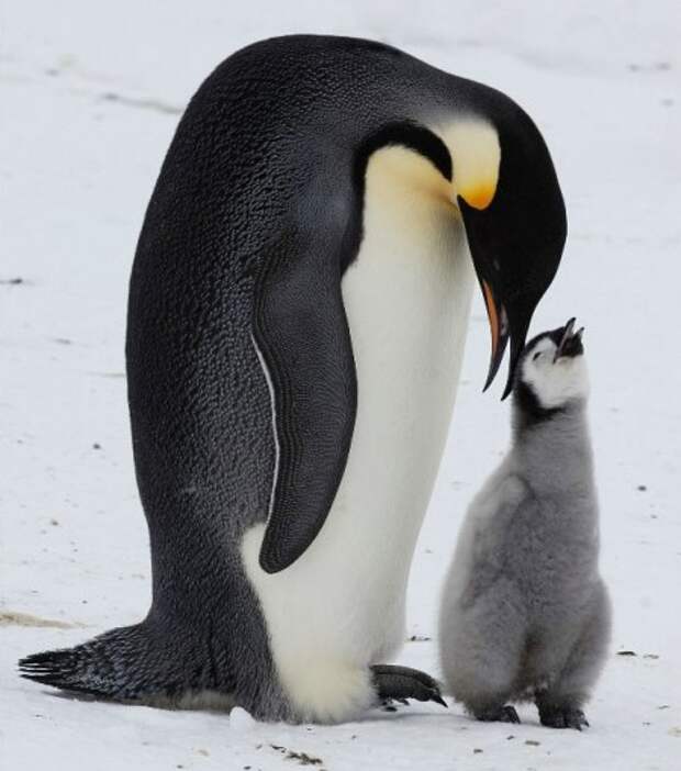 Животный мир: мамы и их малыши - фотографии - пингвины