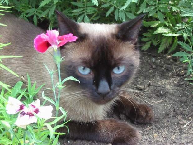 Коты,кошки,котята...