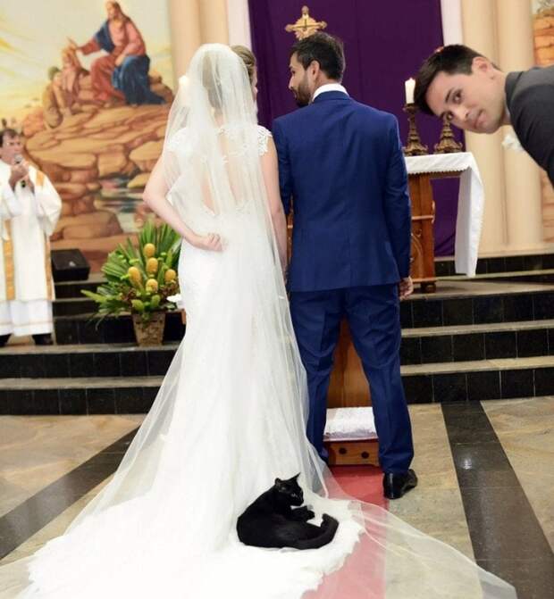 18 примеров, что коту пофик где спать! Даже там, где прилечь человеку и в голову не придет
