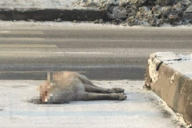 В Липецке лиса попала под колёса автомобиля