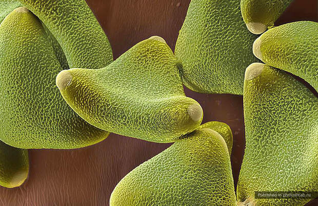 Пыльца под микроскопом