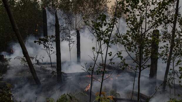 Пожар в лесу в Каменском районе Ростовской области распространился на территории 32 га