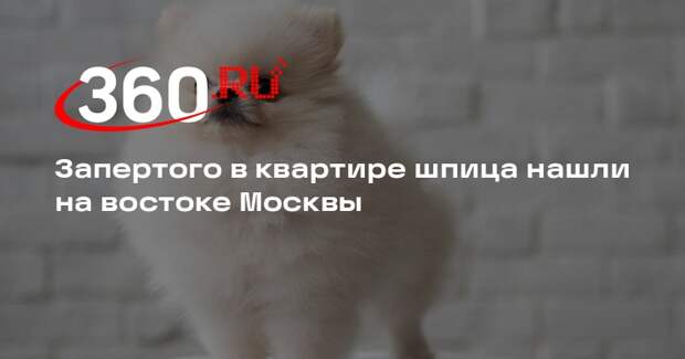 Источник 360.ru: в Москве собака находилась одна в квартире четыре дня