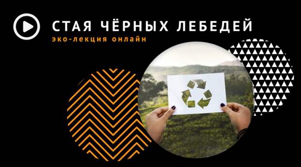 Стая черных лебедей.png