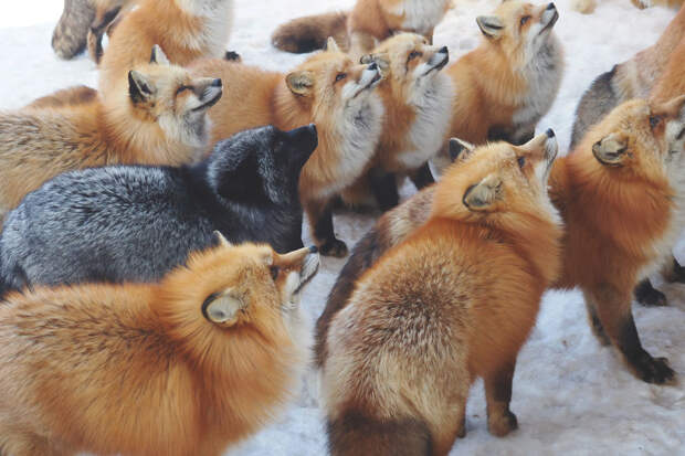 Вокруг мех: в японской деревне живет больше сотни лис