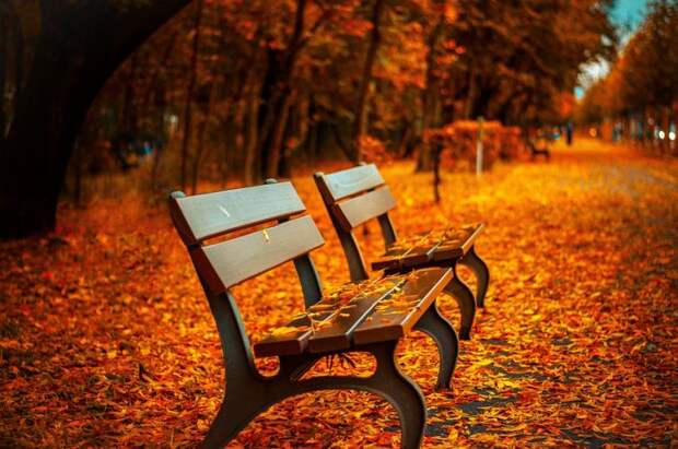 Активный гражданин. Фото: pixabay.com