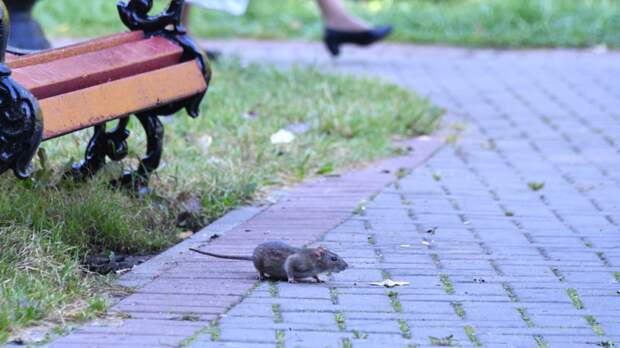 Жительница Челябинской области к ужасу соседей разводила огромных крыс