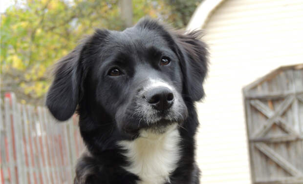 Свердловские волонтеры спасли привязанную к рельсам собаку