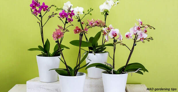 10 правил, чтобы орхидея цвела снова и снова. И каждый раз - все круче и круче!